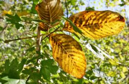 11-23 - nicht so tief gefallen